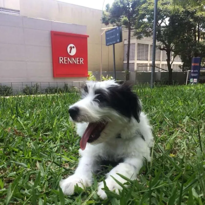 Cachorro ra a INDEFINIDA idade 2 a 6 meses nome PANDA