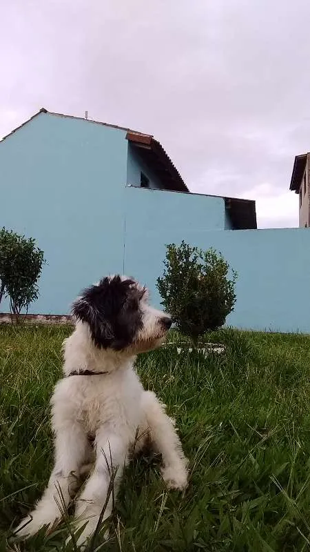 Cachorro ra a INDEFINIDA idade 2 a 6 meses nome PANDA
