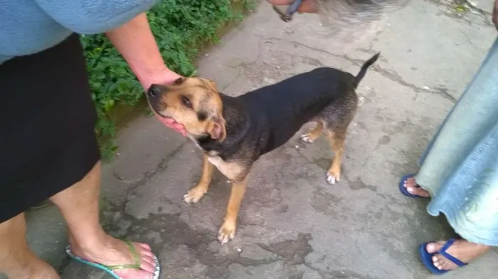 Cachorro ra a Pug com Podengo Portugues idade 3 anos nome VITORIA