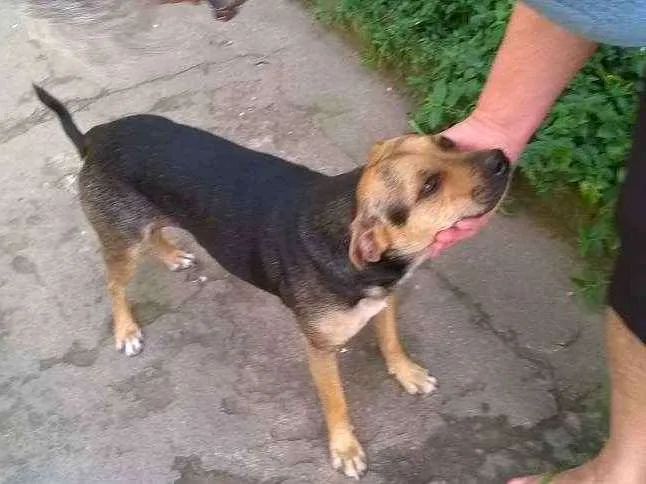 Cachorro ra a Pug com Podengo Portugues idade 3 anos nome VITORIA
