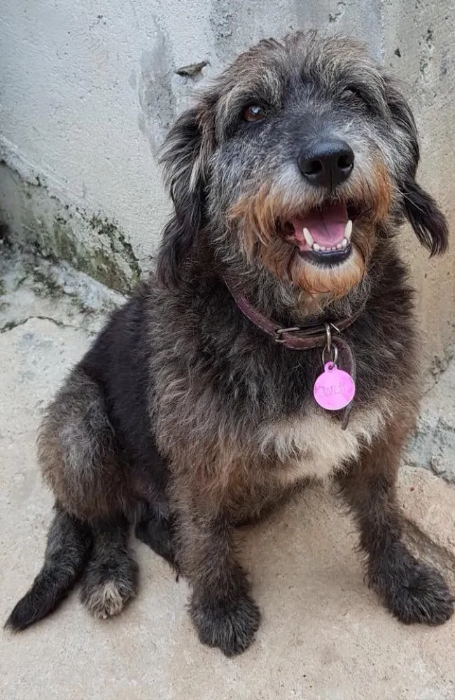 Cachorro ra a SRD idade  nome Julie