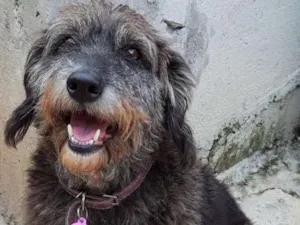 Cachorro raça SRD idade  nome Julie