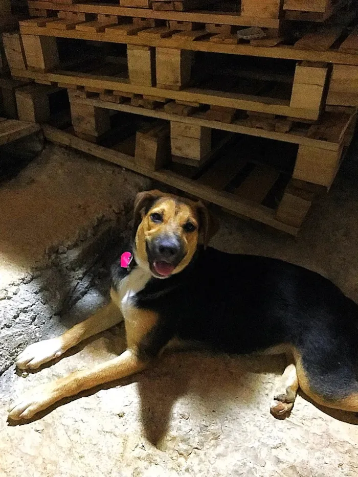 Cachorro ra a SRD idade  nome Lola