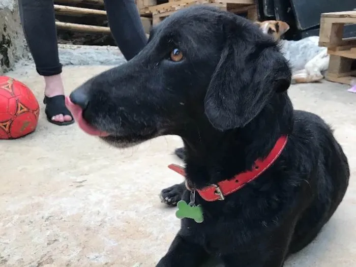 Cachorro ra a SRD idade  nome Black