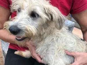 Cachorro raça SRD idade  nome Bellinha