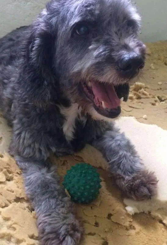 Cachorro ra a Mix de Poodle idade 4 anos nome Robinho