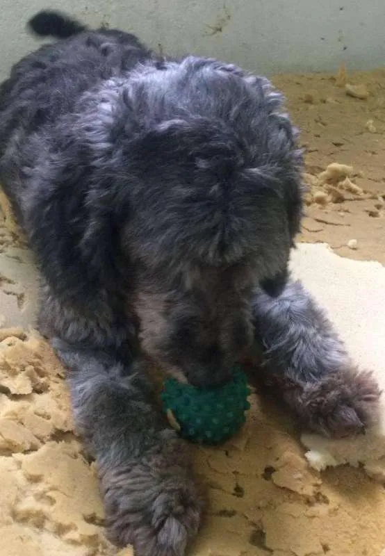 Cachorro ra a Mix de Poodle idade 4 anos nome Robinho