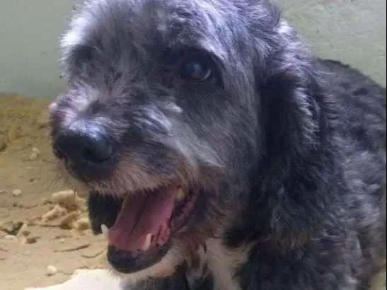 Cachorro ra a Mix de Poodle idade 4 anos nome Robinho