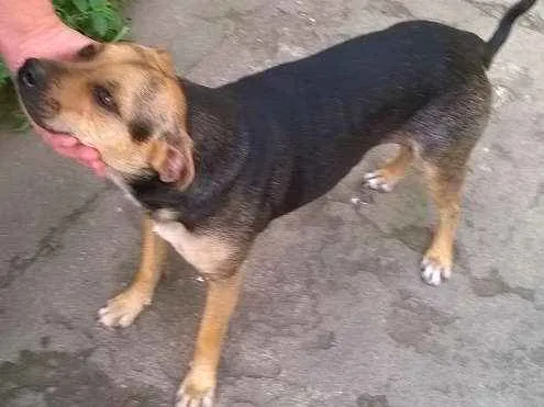Cachorro ra a Pug com Podengo Portugues idade 3 anos nome VITORIA