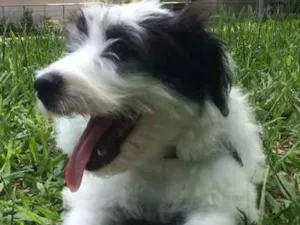 Cachorro raça INDEFINIDA idade 2 a 6 meses nome PANDA