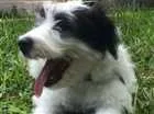 Cachorro raça INDEFINIDA idade 2 a 6 meses nome PANDA