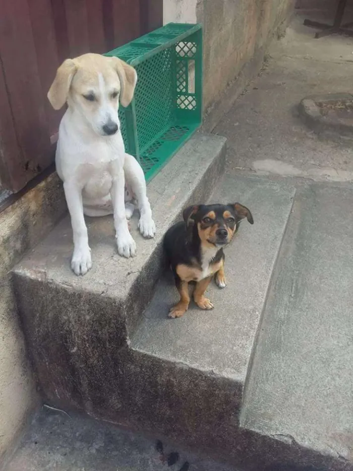 Cachorro raça Srd idade 1 ano nome Minie