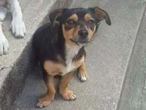 Cachorro raça Srd idade 1 ano nome Minie