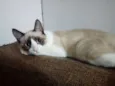 Whisky