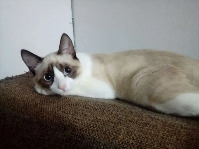 Gato ra a Vira lata idade 7 a 11 meses nome Whisky