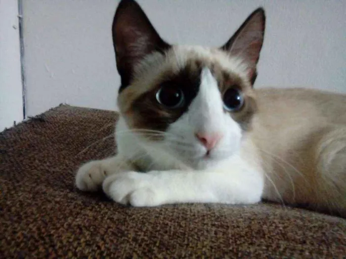 Gato ra a Vira lata idade 7 a 11 meses nome Whisky
