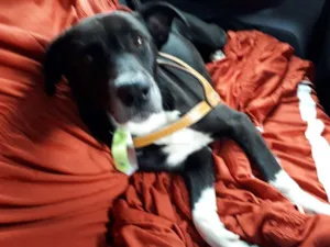 Cachorro raça Srd idade 2 anos nome Biro