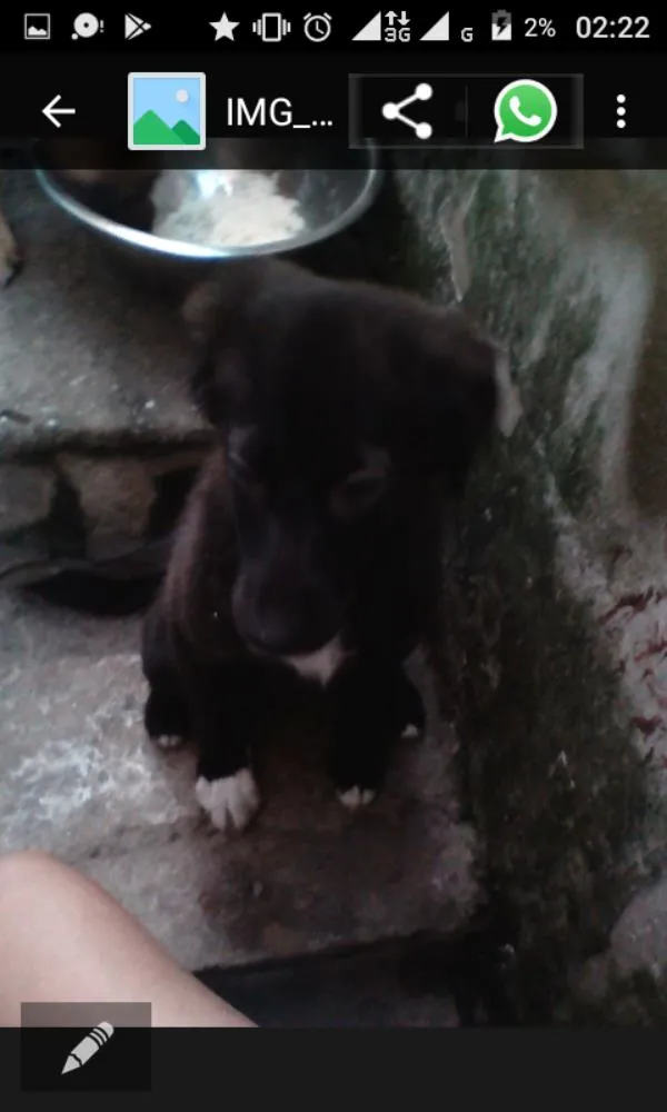 Cachorro raça Sem raça definida idade  nome Shimmer shany zack