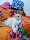 Nick