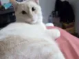 Nick