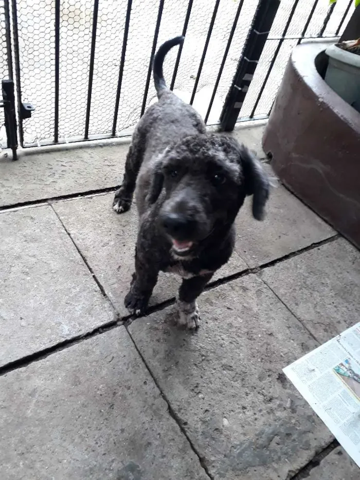 Cachorro ra a Poodle  idade 1 ano nome Não tem