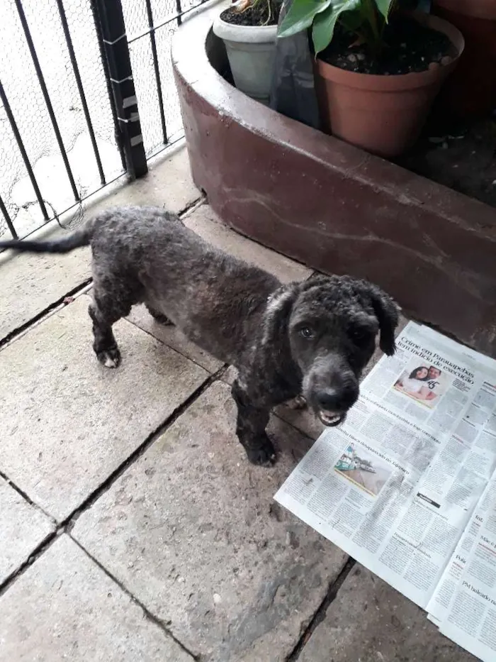 Cachorro ra a Poodle  idade 1 ano nome Não tem