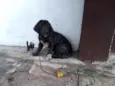 Não tem