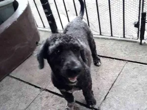 Cachorro raça Poodle  idade 1 ano nome Não tem