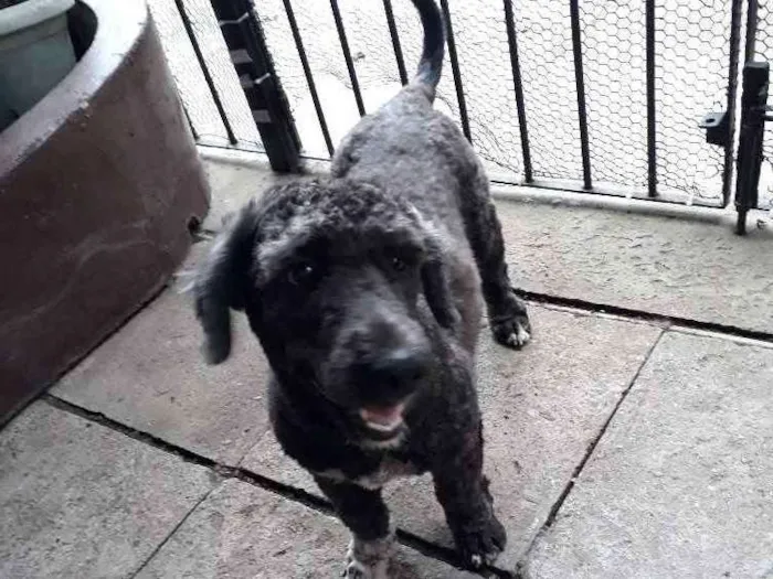 Cachorro ra a Poodle  idade 1 ano nome Não tem