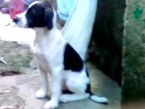 Cachorro raça Sem raça definida idade  nome Shimmer shany zack