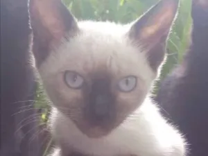 Gato raça SRD idade Abaixo de 2 meses nome Liz