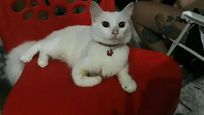 Gato raça Não definida  idade 1 ano nome Sally