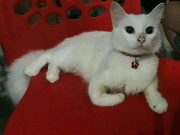 Gato raça Não definida  idade 1 ano nome Sally