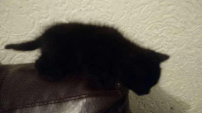 Gato raça Vira lata idade Abaixo de 2 meses nome Sem nome