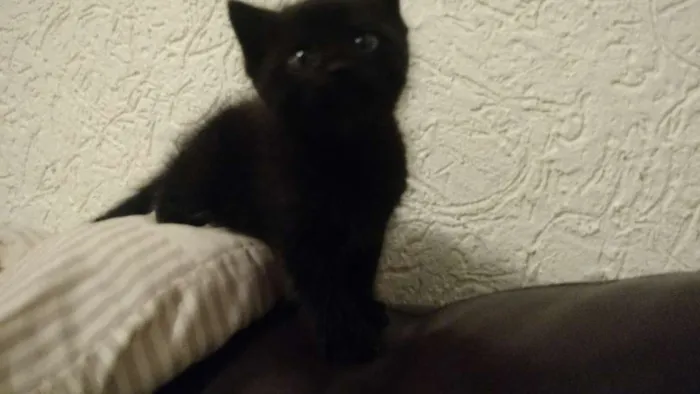 Gato raça Vira lata idade Abaixo de 2 meses nome Sem nome