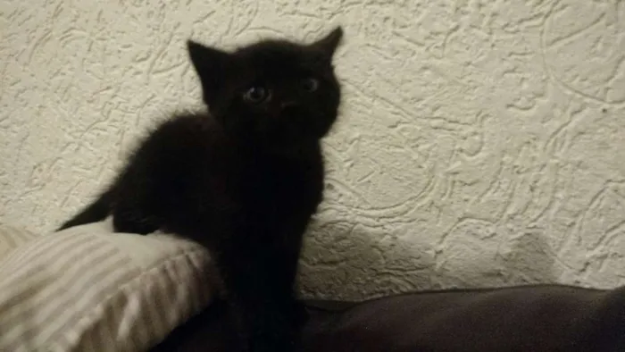 Gato raça Vira lata idade Abaixo de 2 meses nome Sem nome