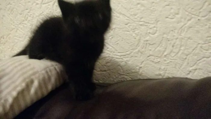 Gato raça Vira lata idade Abaixo de 2 meses nome Sem nome