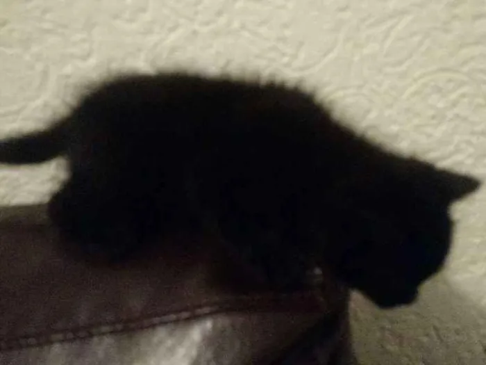 Gato raça Vira lata idade Abaixo de 2 meses nome Sem nome