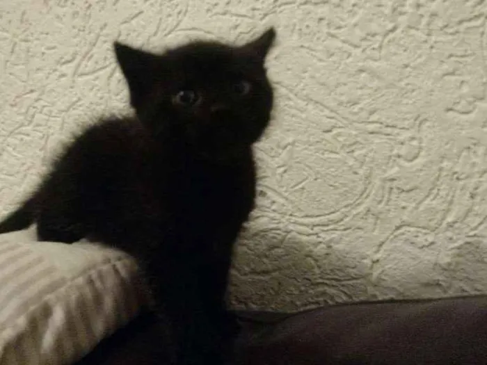 Gato raça Vira lata idade Abaixo de 2 meses nome Sem nome