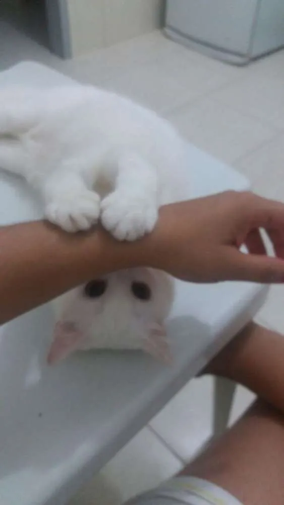 Gato raça Não definida  idade 1 ano nome Sally