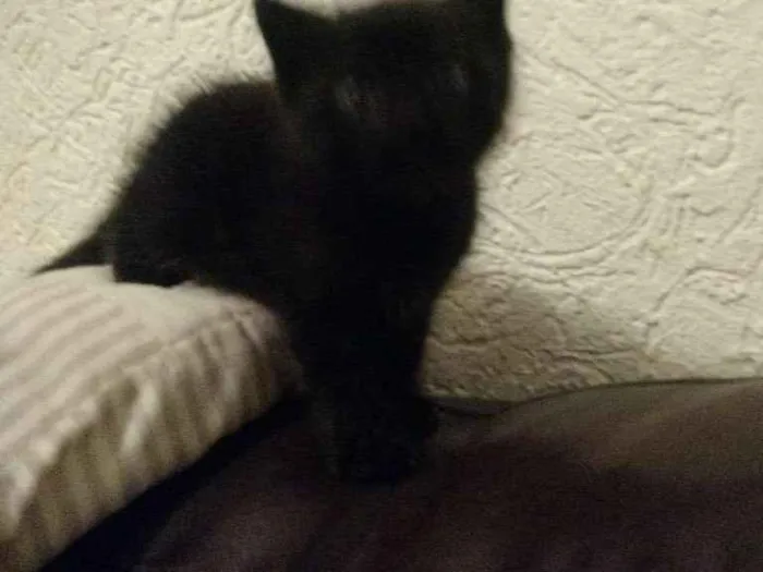 Gato raça Vira lata idade Abaixo de 2 meses nome Sem nome