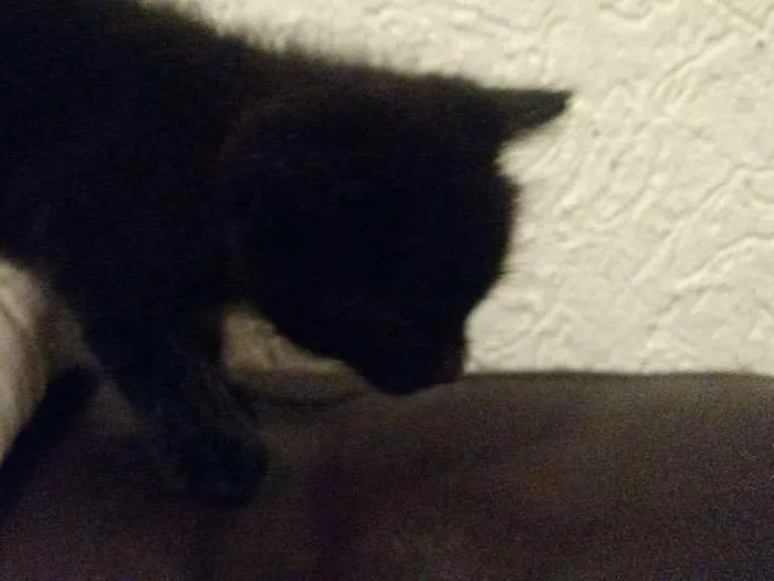 Gato raça Vira lata idade Abaixo de 2 meses nome Sem nome