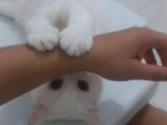 Gato raça Não definida  idade 1 ano nome Sally