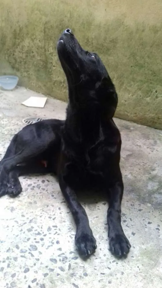 Cachorro ra a Labrador idade 7 a 11 meses nome Aquiles