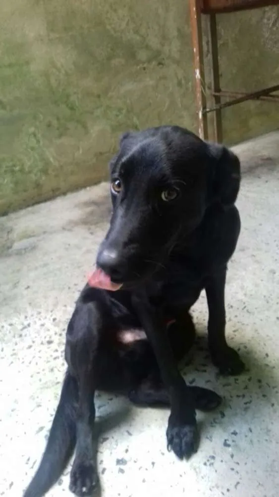 Cachorro ra a Labrador idade 7 a 11 meses nome Aquiles