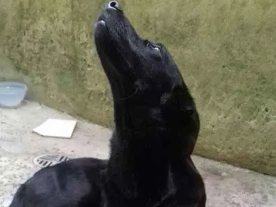 Cachorro ra a Labrador idade 7 a 11 meses nome Aquiles