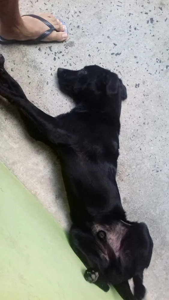 Cachorro ra a Labrador idade 7 a 11 meses nome Aquiles
