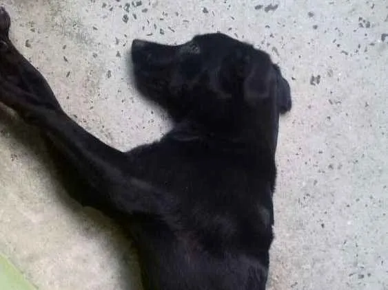 Cachorro ra a Labrador idade 7 a 11 meses nome Aquiles