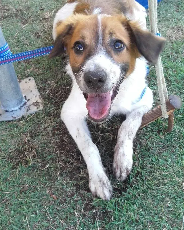 Cachorro ra a mestiço idade 7 a 11 meses nome Luppy
