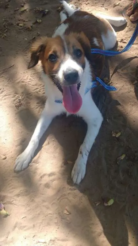 Cachorro ra a mestiço idade 7 a 11 meses nome Luppy